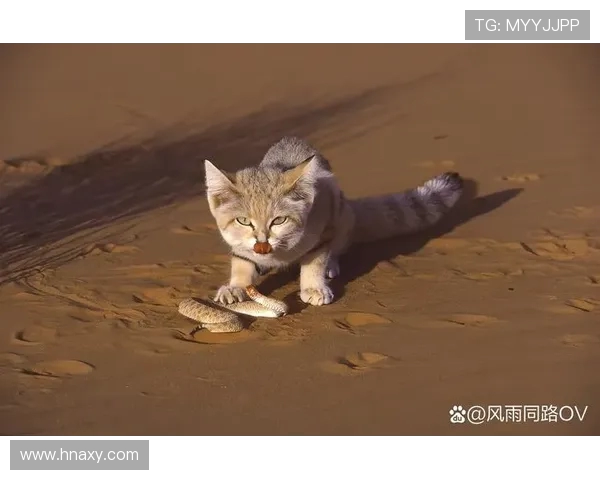 《探索猫王者的神秘世界 揭开猫咪英雄背后的战斗与策略》